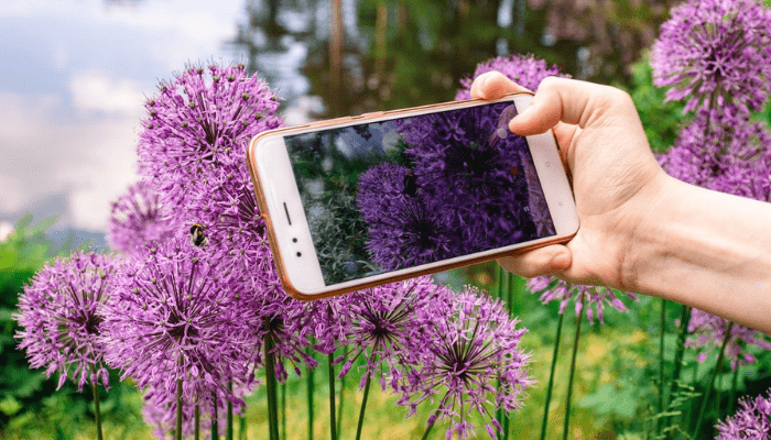 Descubre especies de plantas con un solo clic